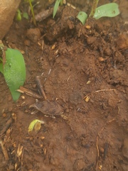 Neocleonus maculipes