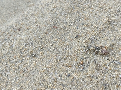 Paederidus ruficollis