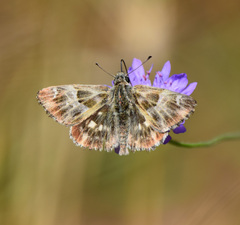 Muschampia floccifera