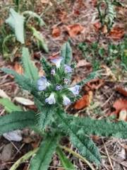 Anchusa arvensis