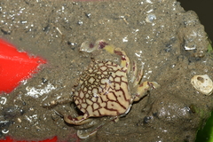 Matuta