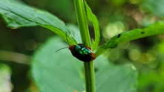 Kuschelina gibbitarsa