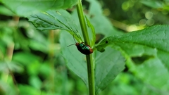 Kuschelina gibbitarsa