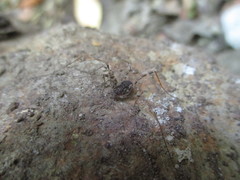 Metadasylobus fuscoannulatus