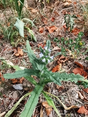 Anchusa arvensis