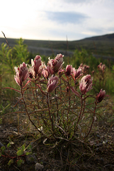 Castilleja lapponica