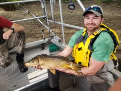 Cyprinus carpio