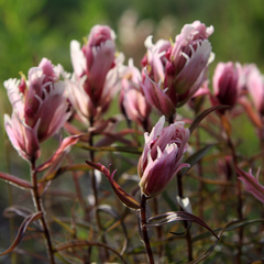 Castilleja lapponica