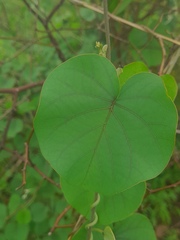 Rivea hypocrateriformis