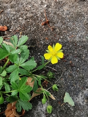 Potentilla reptans