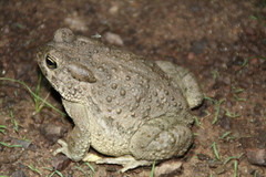 Anaxyrus microscaphus