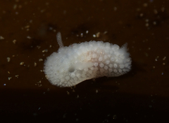 Onchidoris muricata