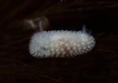 Onchidoris muricata