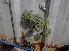 Crossostephium chinense