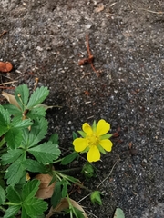 Potentilla reptans