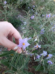 Solanum elaeagnifolium