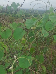 Rivea hypocrateriformis