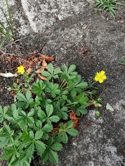 Potentilla reptans