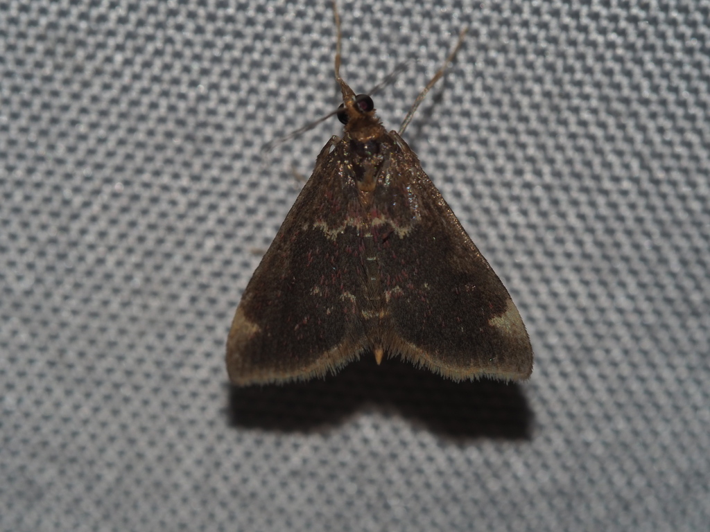 Pyrausta inveterascalis