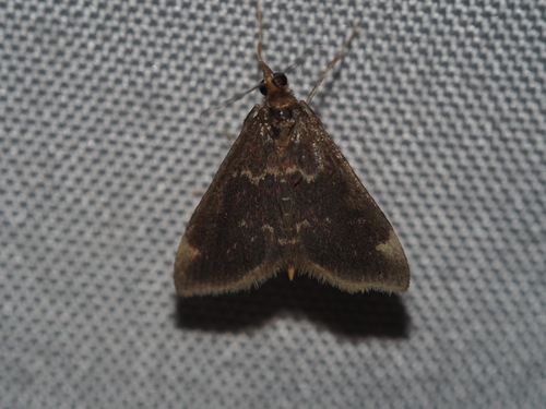 Pyrausta inveterascalis