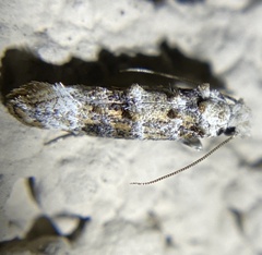 Xylesthia albicans