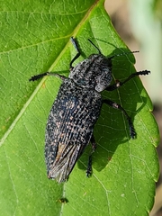 Poecilonota variolosa