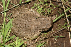 Anaxyrus microscaphus