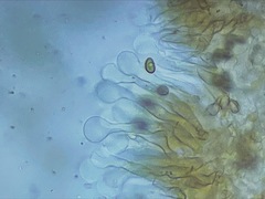 Simocybe serrulata