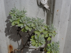 Crossostephium chinense