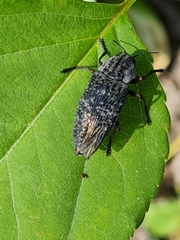 Poecilonota variolosa