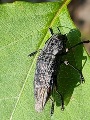 Poecilonota variolosa