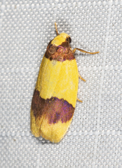 Heterallactis euchrysa