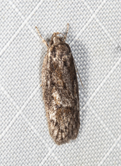 Acantholena siccella