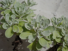 Crossostephium chinense