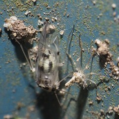 Psocus leidyi