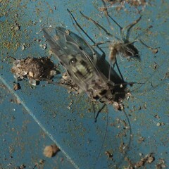 Psocus leidyi