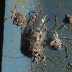 Psocus leidyi