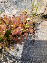 Drosera intermedia