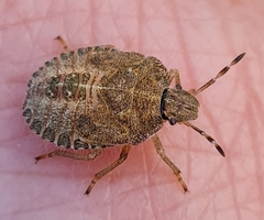 Dolycoris baccarum