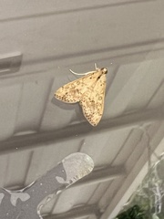Asciodes gordialis