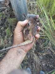 Dasypus sabanicola