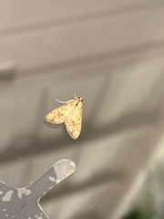 Asciodes gordialis