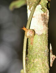 Sheldoniinae
