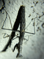 Litaneutria obscura