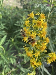 Bombus lapponicus