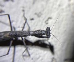 Litaneutria obscura