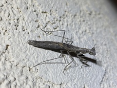 Litaneutria obscura