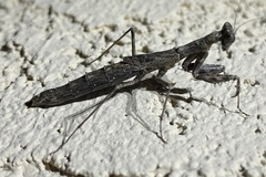 Litaneutria obscura