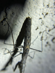 Litaneutria obscura
