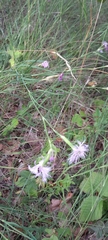Dianthus hyssopifolius